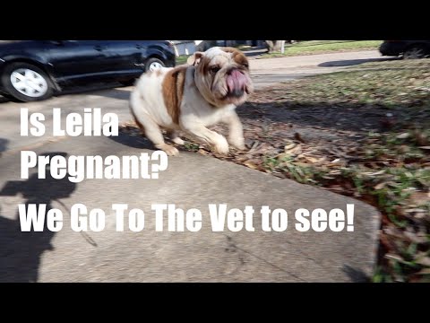 Is English Bulldog pregnant?