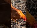 L'importanza delle #galline per un #terreno grazie al #becco e alle zampe #mattthefarmer #livrea