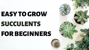 Top 8 Easiest Succulents to Grow for Beginners