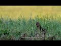 Bird sounds. Common Quail singing at sunrise Mp3 Song