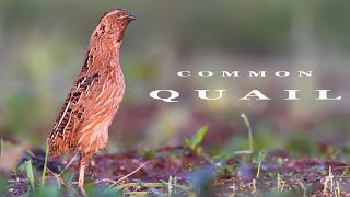 Bird sounds. Common Quail singing at sunrise