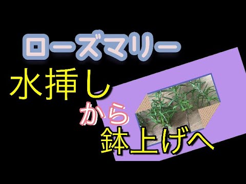 老木のローズマリーの水挿しから鉢上げへ Youtube