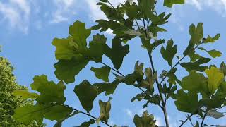 Quercus marilandica dub marylandský