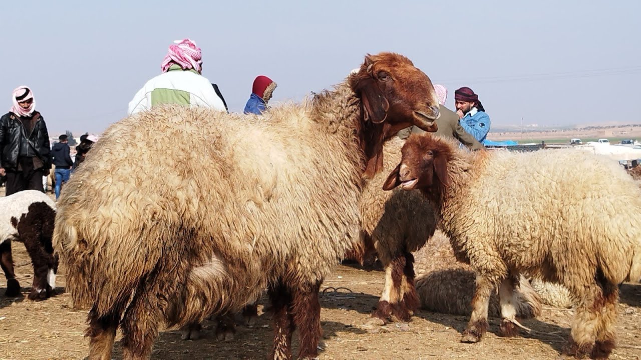 الرقة اليوم 19---1---2023---سوق و بيزار العدنانية للتواصل دحام الفاعوري 00963934125198