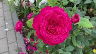 Прогулка по любимому саду. Честный обзор цветения роз. Плюсы и минусы отдельных сортов роз….🌹🌹🌹