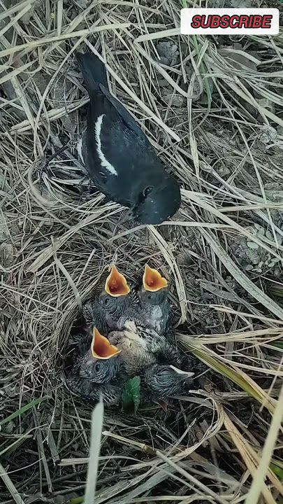 Burung decu alias kacer mini ngasih makan anaknya di alam liar