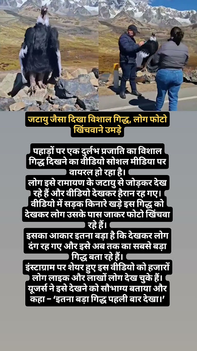 लोगों ने कहा- ये तो जटायु है! #Jatayu #GiantVulture #news #shortfeed #trending