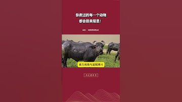你救过的每一个动物，都会来报恩。 #修心修行 #智慧人生  #修心修行 #正能量 #心灵感悟 #佛學智慧 #禅意生活 #佛教  #学佛