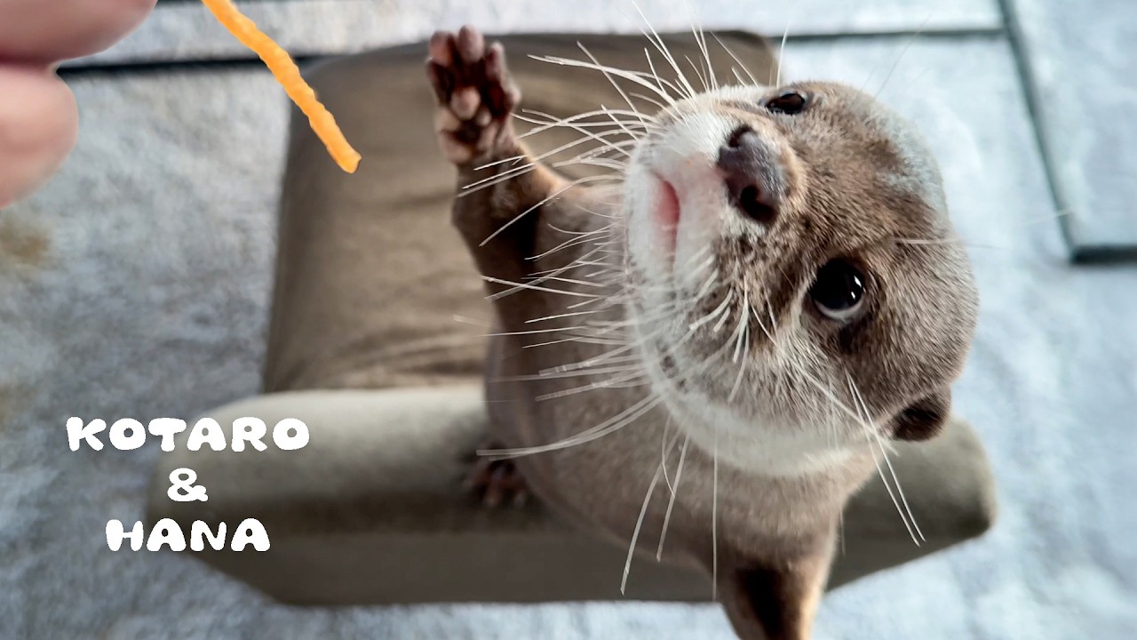 Выдры уплетают свои 3 любимые лакомства