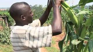 Modern Farming in Uganda