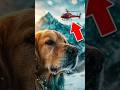 Golden Retriever Rescues Hiker from Avalanche #dog #goldenretriever #dogshorts #rescue #shorts