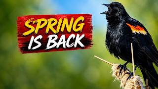 The Sound of Red-Winged Blackbirds — A True Sign of Spring 🎶🪻