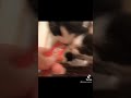 【保護猫】チュールロワイヤル #cat #猫のいる暮らし #ハチワレ #保護猫