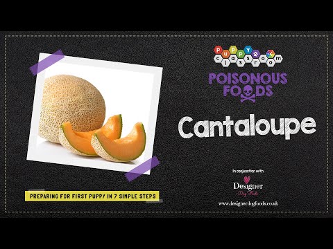 Can Dogs Eat Cantaloupe?