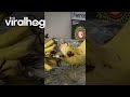 Lizard Licking a Banana || ViralHog