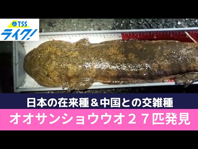 オオサンショウウオ 在来種が絶滅の可能性 - YouTube
