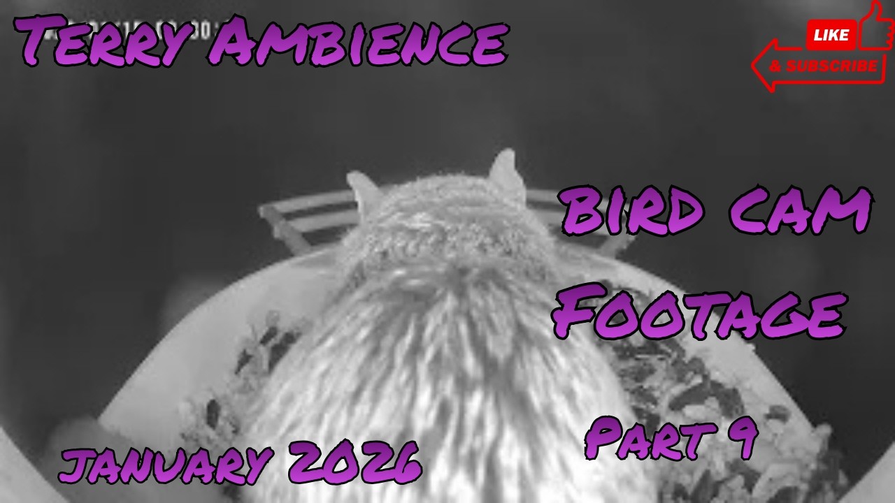 Bird Cam Footage January 2026 Part 9 - YouTube