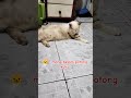 Karna Gatal Jadi Mau Mandi #cat #kucinglucu #kucingkucu #catlover #shorts