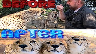 Taming Of The Cheetah Cubs | Yearlings Hiss Spit Intimidate Charge Get Angry Before Love & Purring