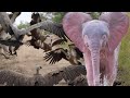 PINK BABY ELEPHANT! And VULTURE FRENZY