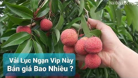 Vải Lục Ngạn Siêu Vip Này Giá Bán Bao Nhiêu l Núi Đồi Lục Ngạn