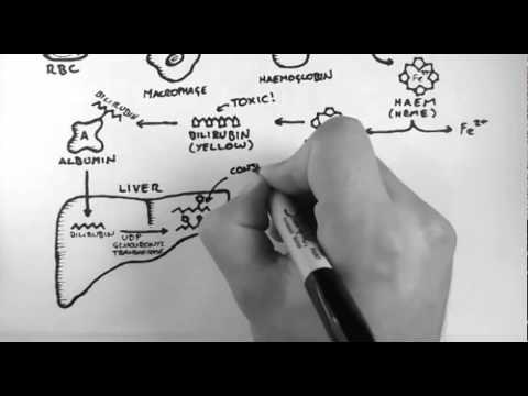 Video: Kaarevan Popliteaalisen Ligandin Anatomia, Toiminta Ja Kaavio - Vartalokartat