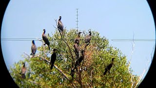 BERBURU BURUNG PECUK PEMAKAN UDANG DI TAMBAK