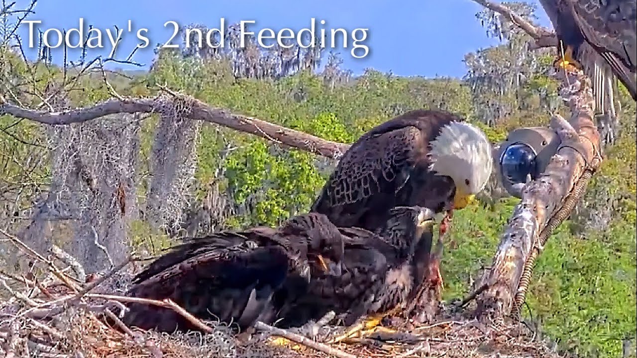 #396🦅Brutus🐥58° & Peanut🐥53°／Winter Park Eagle Nest 2026／Against All Odds:One-Eyed Mom／Wink💗Atlas