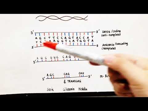 Video: Apakah ekson dalam biologi?