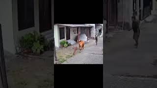 Rumah Hancur Diseruduk Sapi 
