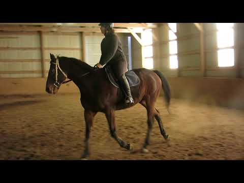 Georgie My Boy Walk Trot Canter