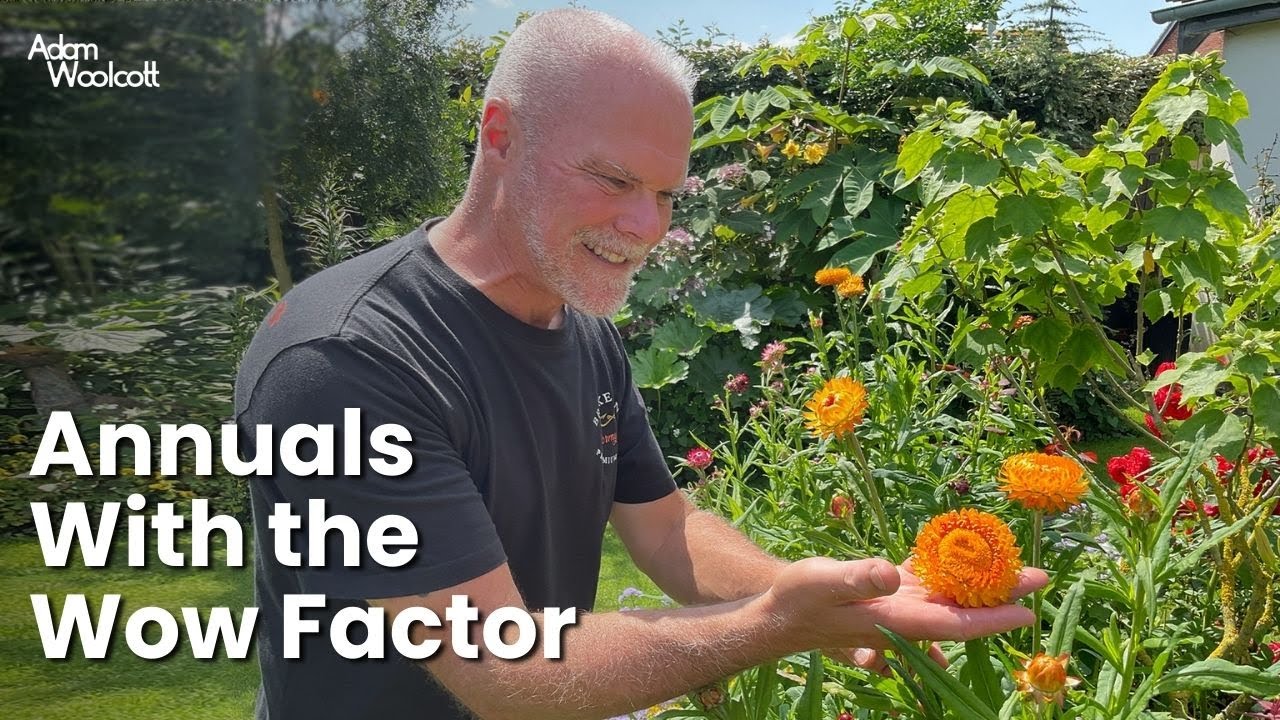 Five Outstanding Annuals That You Can Grow From Seed