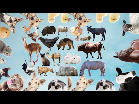 Learn Animal sound around us cat, elephant, wolf, horse, hen, zebra, giraffe, cow, goose, rhino, dog