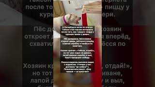 🐶♥️Пёс и пицца: борьба века #интересное  #хочуфакты #животныешляйх #хочуфакты