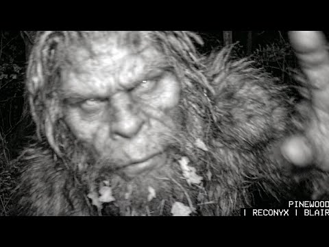 All the Clearest NEW Bigfoot Footage in One LONG Video!