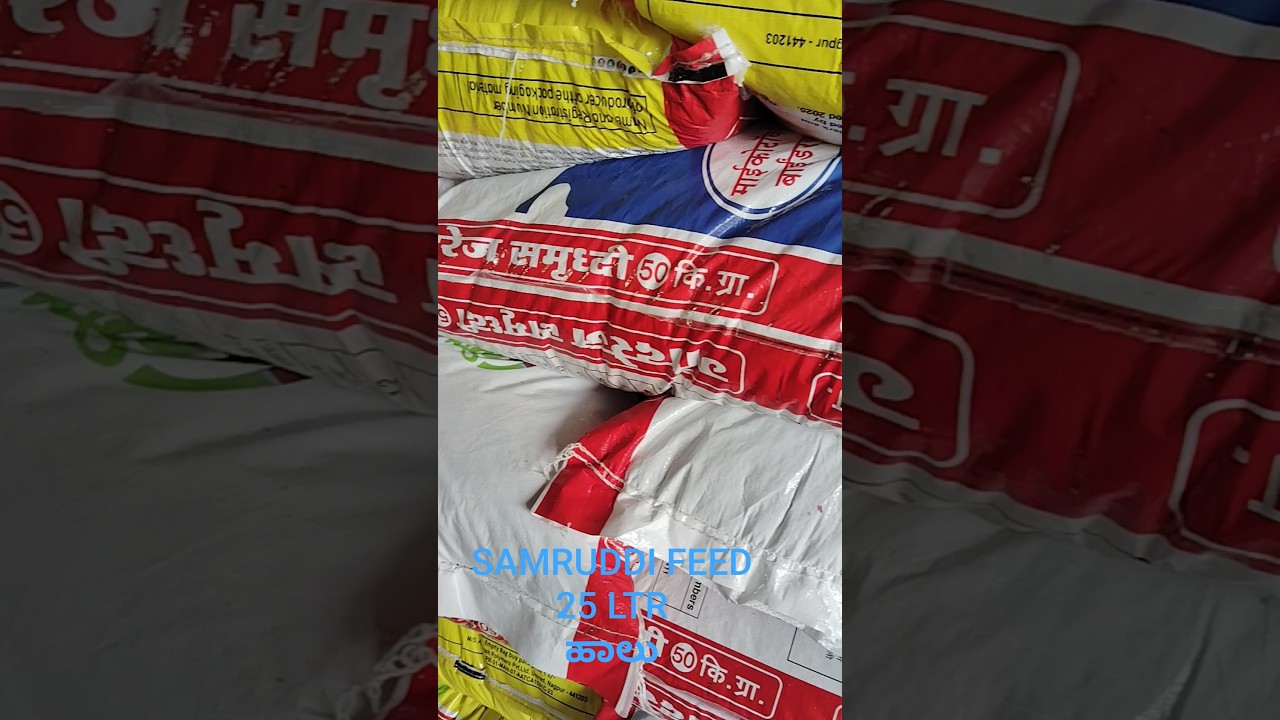 Cows feed Godrej samruddi to health 