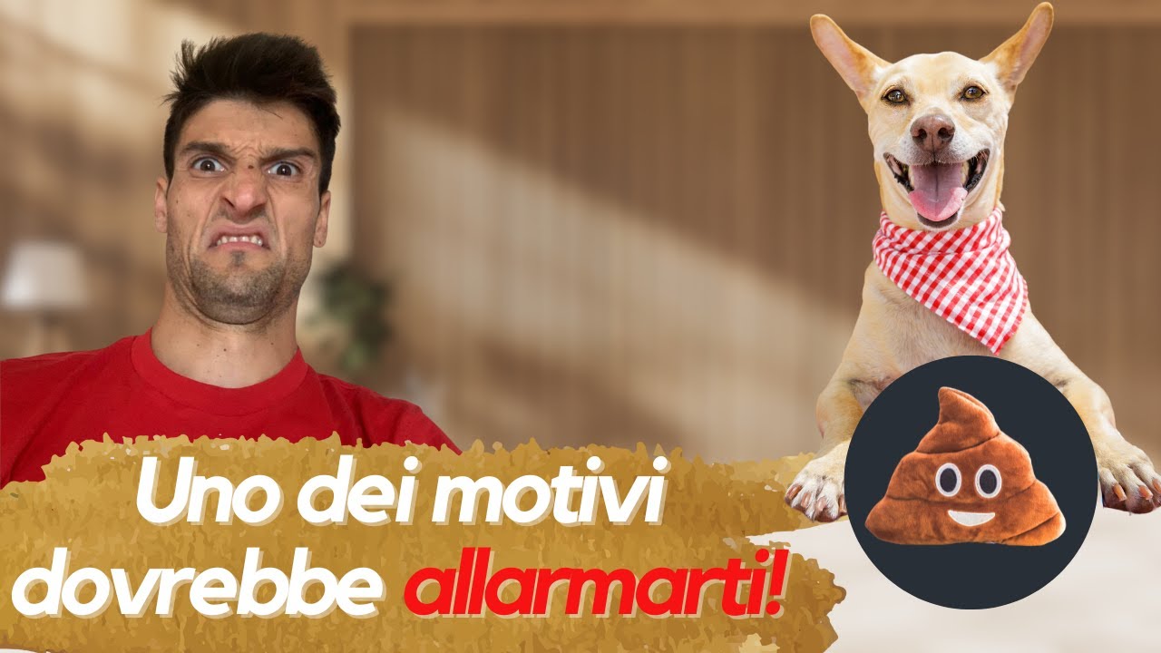 CANE CHE MANGIA LA CACCA Tutto quello che devi sapere! YouTube
