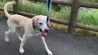 吠えてからのLaRooの光るLED首輪のレビュー