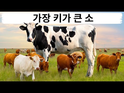 전 세계 비정상적으로 큰 동물들
