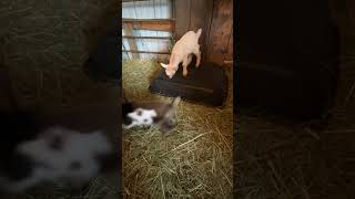 Dancing baby goats! 😁