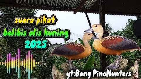 🔴 (SUARA PIKAT BURUNG BELIBIS)_•||• cocok untuk nyanggong saat berburu di alam bebas 