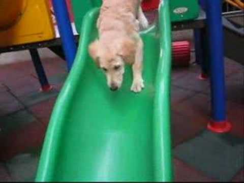 Dino the Golden Retriever - Walking Back to Happiness