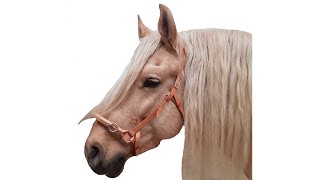 Caveson, Cavecon Academic Art Of Riding Effect Position