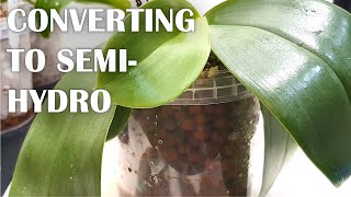 Converting Orchids to Semi-Hydro | My Method - Tips for Successful Adaptation | Phalaenopsis Orchid screenshot 1
