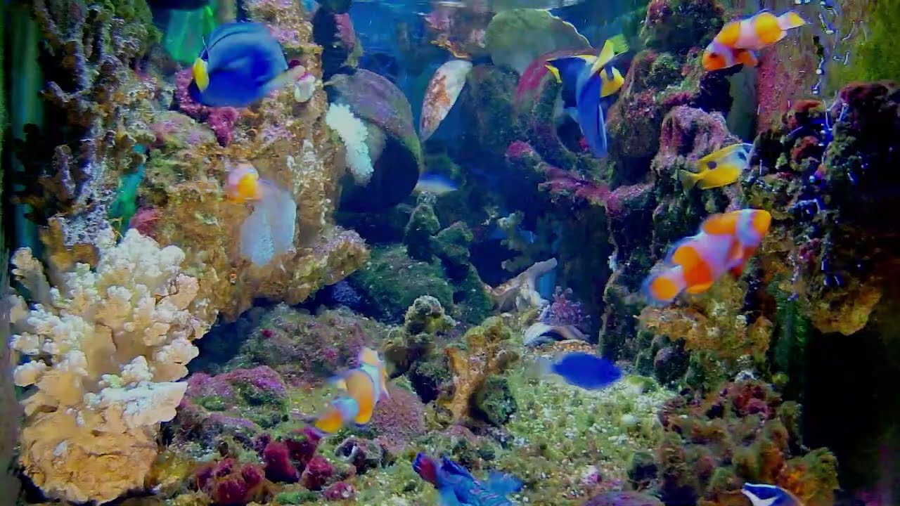Aquarium 🥰It's heartening to see this: 🐠brings relaxation and