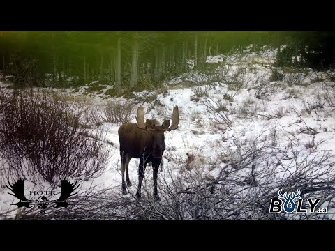 NL moose through the lens of a trail camera.