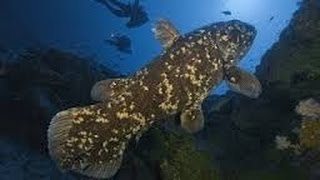 FOSSIL FISH FOUND ALIVE DOCUMENTARY