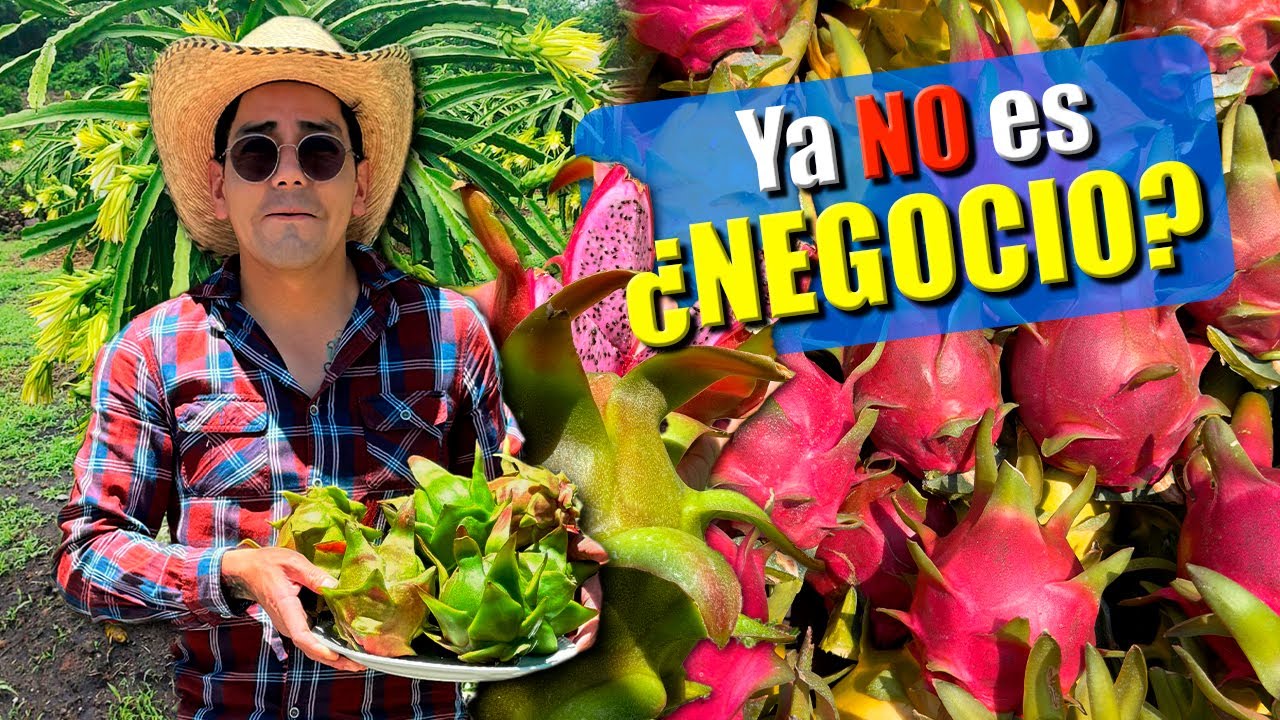 INVERTIR EN PITAHAYAS Se venden muy caras NO LO HAGAS SIN SABER ESTO