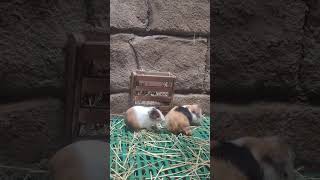 Guinea Pig
