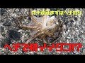 【堤防釣り】長崎大村の八幡突堤でヘチ釣り!初イイダコゲット!26話